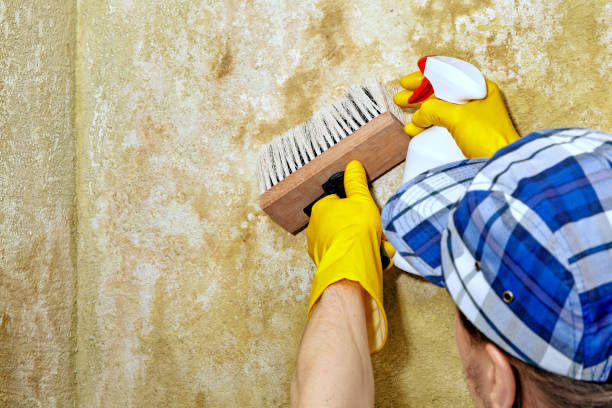 Best Mold Remediation for Healthcare Facilities  in Carmel, IN