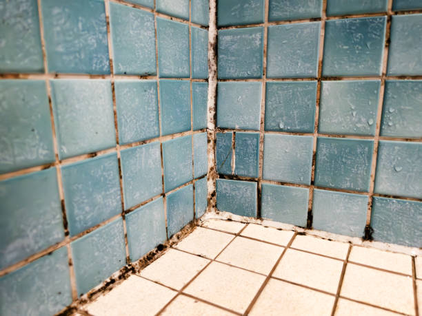 Best HVAC Mold Inspection and Cleaning  in Carmel, IN