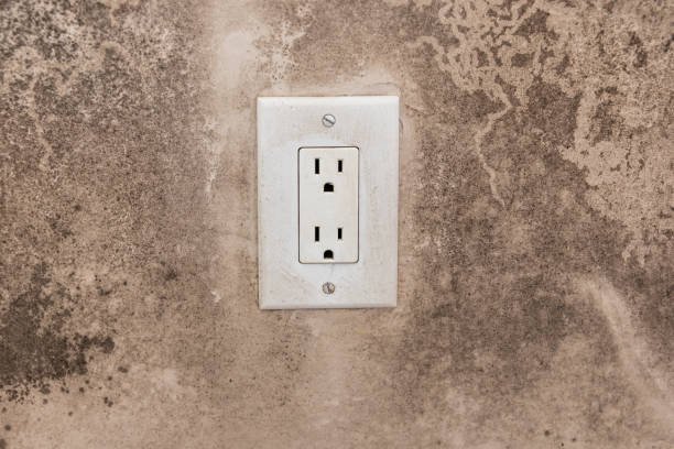 Best Black Mold Removal  in Carmel, IN