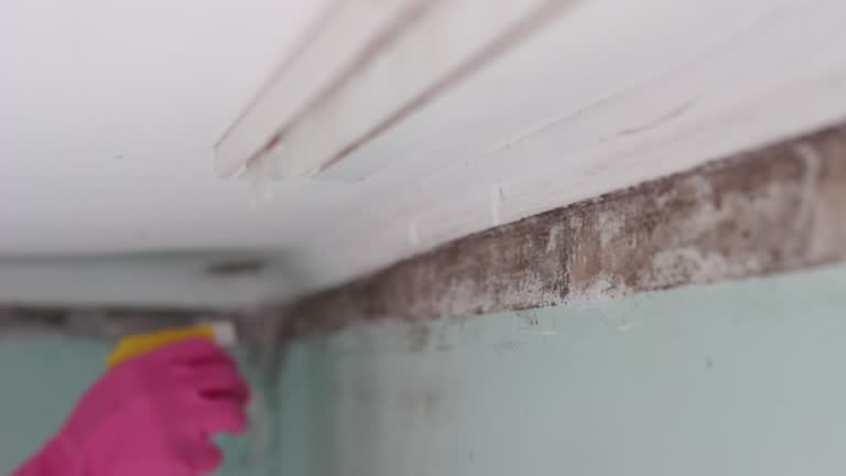 Best Emergency Mold Remediation  in Carmel, IN